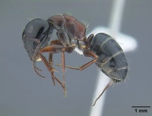 Camponotus anthrax - CASENT0732635