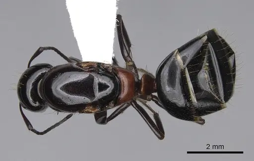 Camponotus anthrax - CASENT0843212