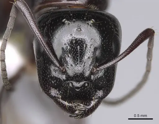 Camponotus anthrax - CASENT0843212