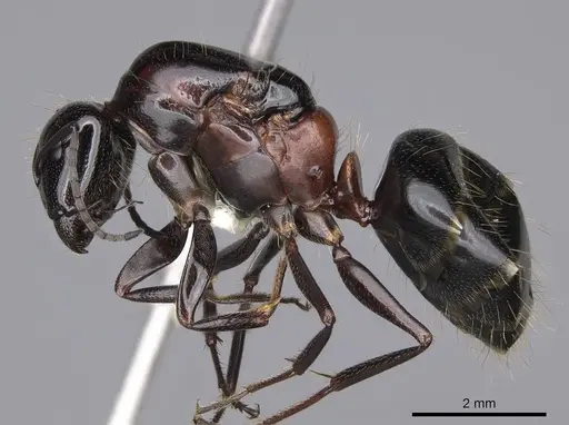 Camponotus anthrax - CASENT0843212