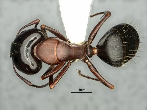 Camponotus anthrax - CASENT0882853