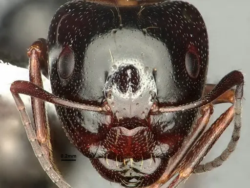 Camponotus anthrax - CASENT0882853