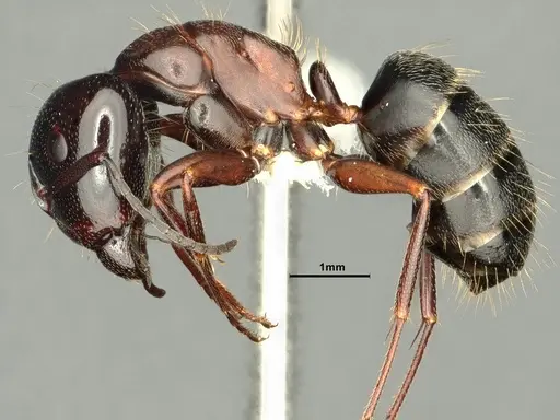 Camponotus anthrax - CASENT0882853