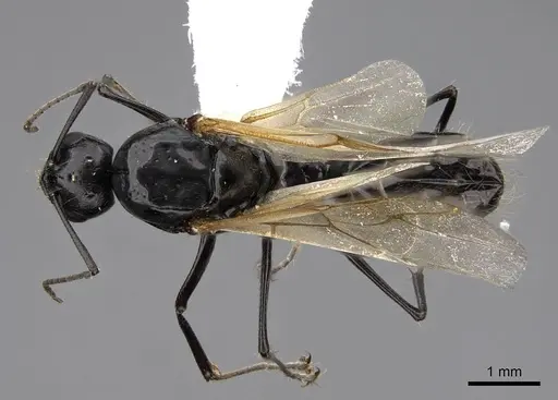 Camponotus anthrax - CASENT0923085