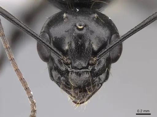 Camponotus anthrax - CASENT0923085