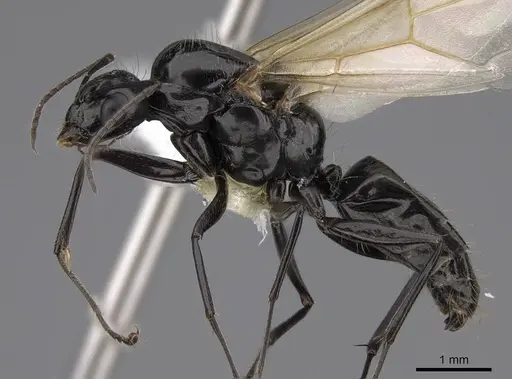 Camponotus anthrax - CASENT0923085
