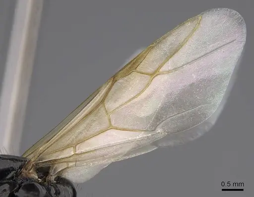 Camponotus anthrax - CASENT0923085