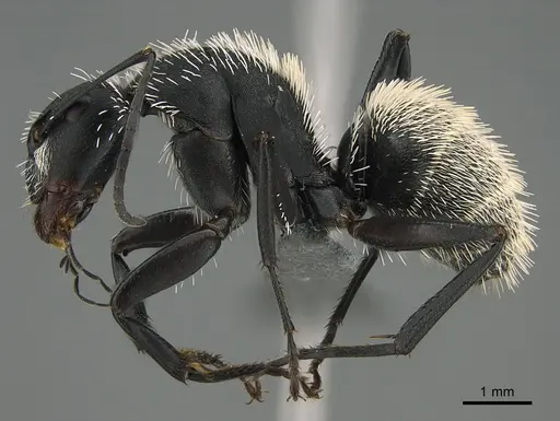 Camponotus antsaraingy specimen