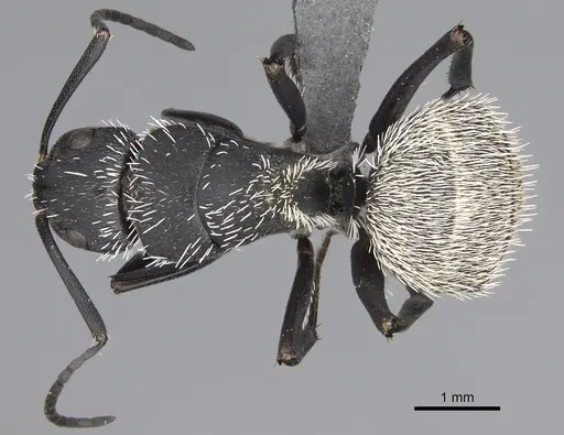 Camponotus antsaraingy - CASENT0371032