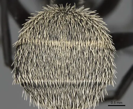 Camponotus antsaraingy - CASENT0371032