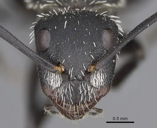 Camponotus antsaraingy - CASENT0371032