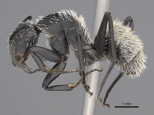 Camponotus antsaraingy - CASENT0371032