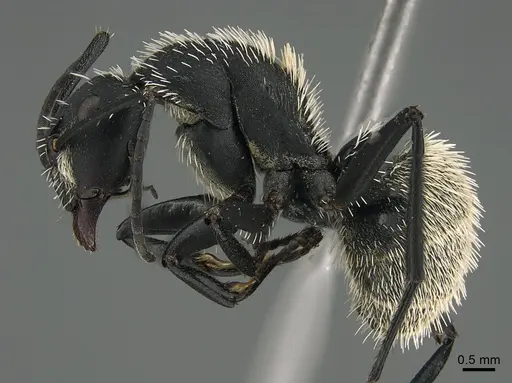 Camponotus antsaraingy - CASENT0371038