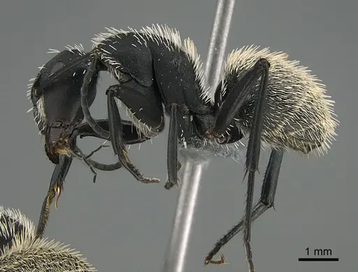 Camponotus antsaraingy - CASENT0371041