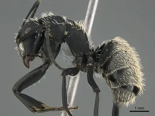 Camponotus antsaraingy - CASENT0371050