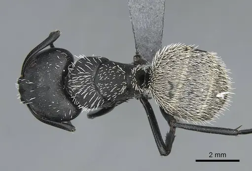 Camponotus antsaraingy - CASENT0840640