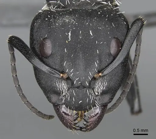 Camponotus antsaraingy - CASENT0840640