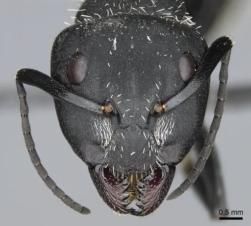Camponotus antsaraingy - CASENT0840640