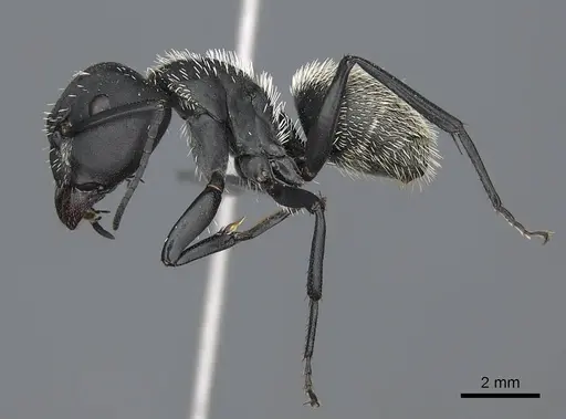 Camponotus antsaraingy - CASENT0840640