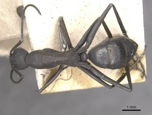 Camponotus apostolus specimen