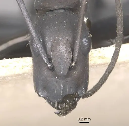 Camponotus apostolus specimen