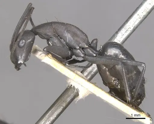Camponotus apostolus specimen