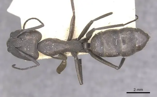 Camponotus apostolus - CASENT0909978
