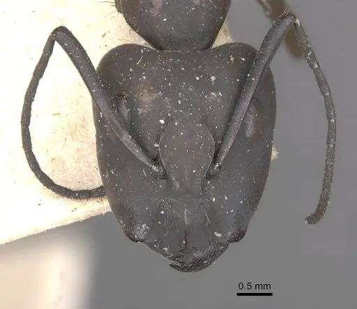 Camponotus apostolus - CASENT0909978