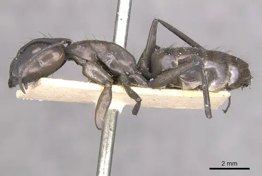 Camponotus apostolus - CASENT0909978