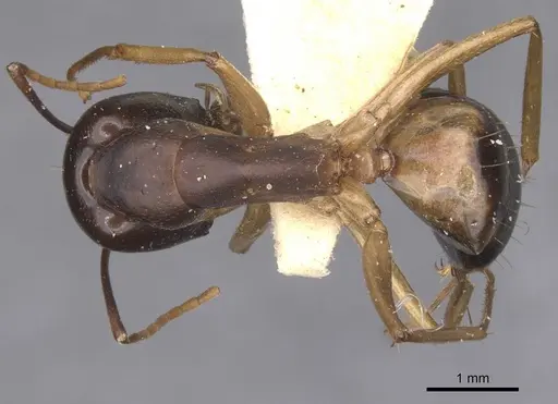Camponotus arabicus specimen