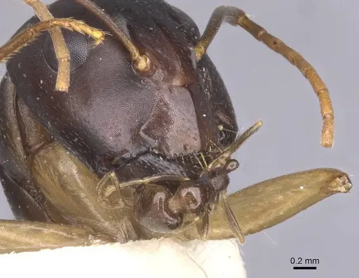 Camponotus arabicus specimen