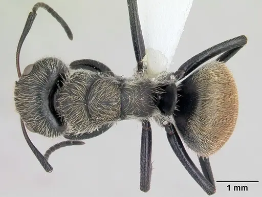 Camponotus arboreus specimen