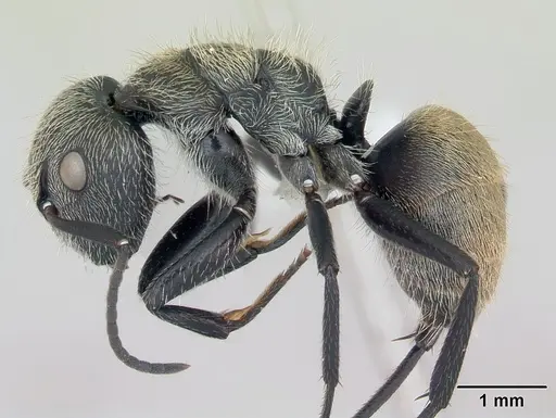 Camponotus arboreus specimen