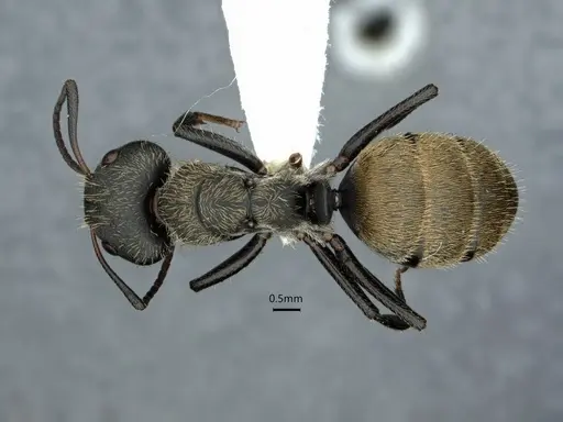 Camponotus arboreus - CASENT0882062