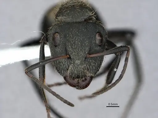Camponotus arboreus - CASENT0882062