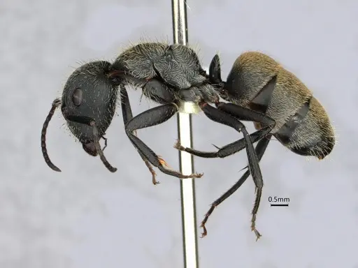 Camponotus arboreus - CASENT0882062