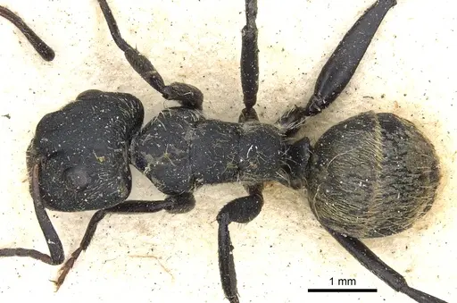 Camponotus arboreus - CASENT0903620