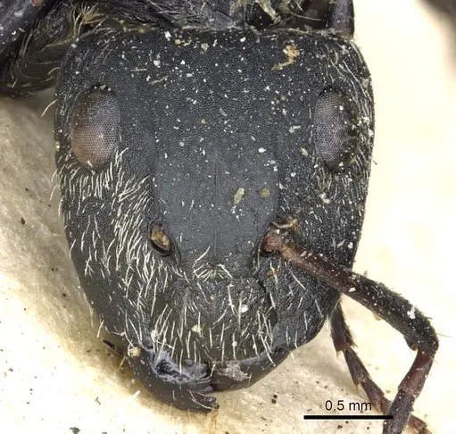 Camponotus arboreus - CASENT0903620