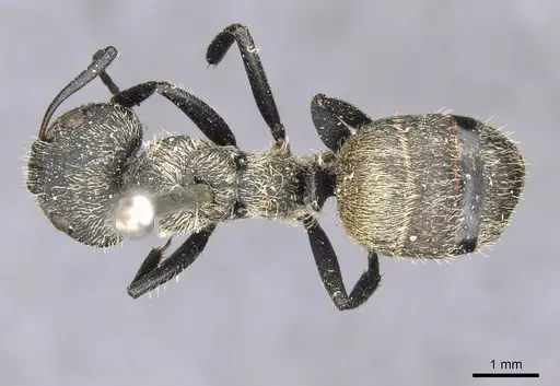 Camponotus arboreus - CASENT0910678