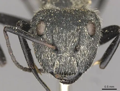 Camponotus arboreus - CASENT0910678