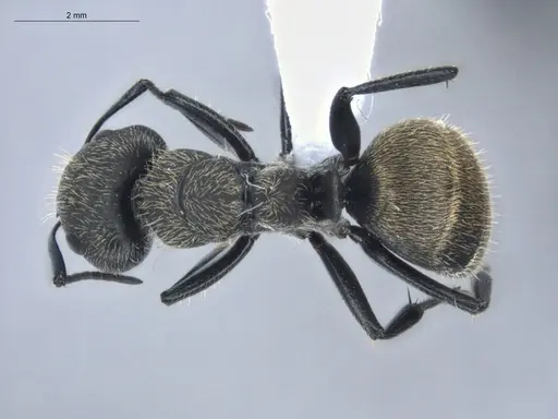 Camponotus arboreus - ECOFOG-BUG-1817-02