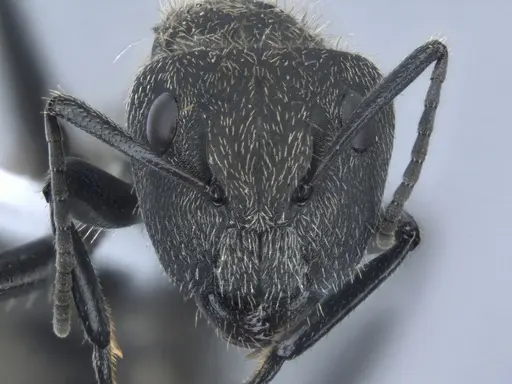 Camponotus arboreus - ECOFOG-BUG-1817-02