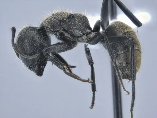 Camponotus arboreus - ECOFOG-BUG-1817-02