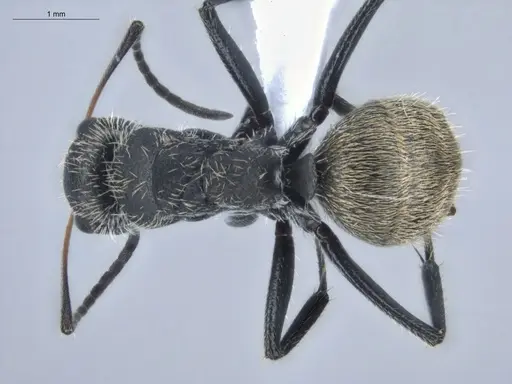 Camponotus arboreus - ECOFOG-BUG-1827-03