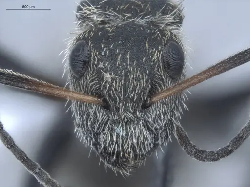 Camponotus arboreus - ECOFOG-BUG-1827-03
