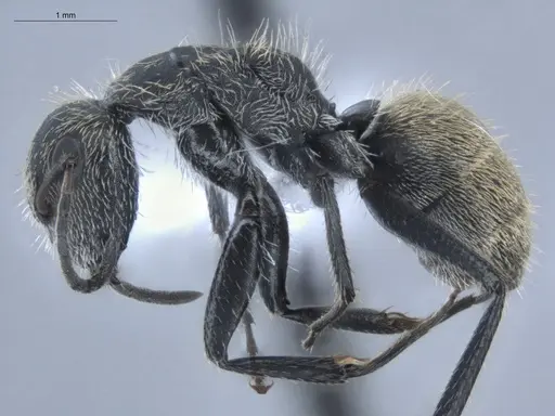 Camponotus arboreus - ECOFOG-BUG-1827-03