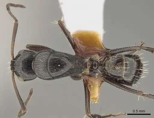 Camponotus arcuatus specimen