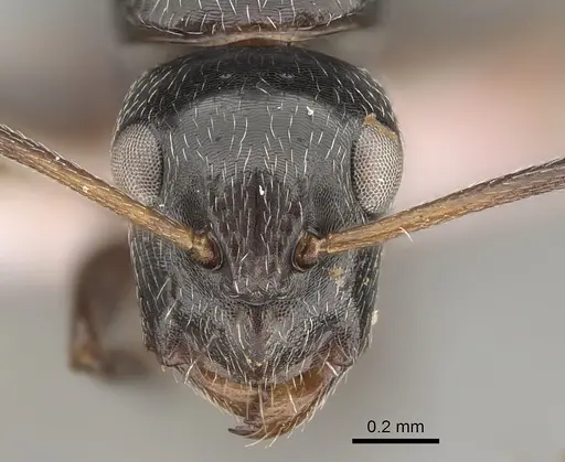Camponotus arcuatus specimen