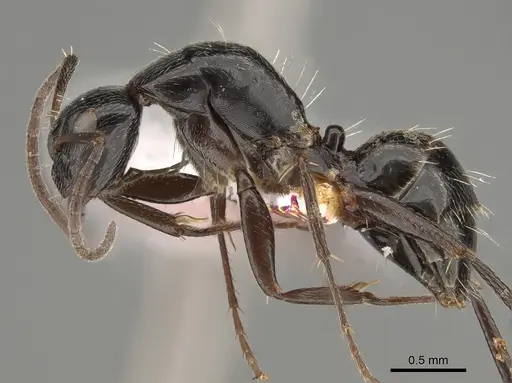 Camponotus arcuatus specimen