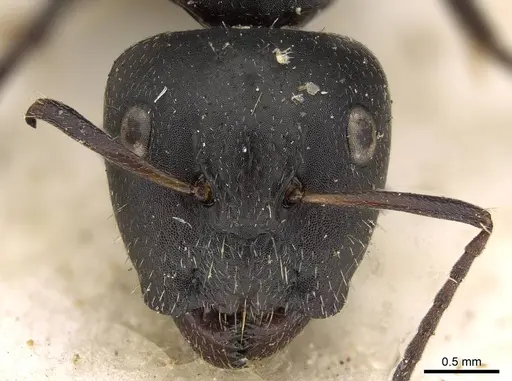 Camponotus arcuatus - CASENT0906930